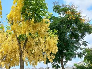 Bán độc quyền căn biệt thự view hồ giá tốt  tư vấn quy trình chuyển nhượng chủ đầu tư t05/2025