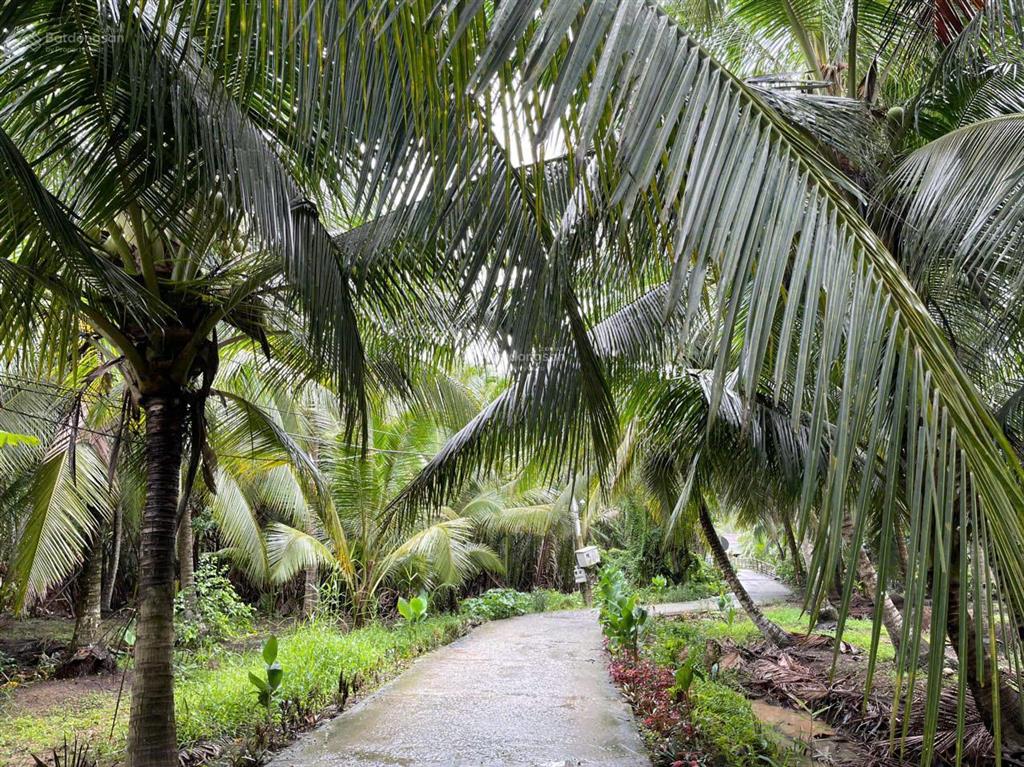 Đất vườn dừa 144m2 (100m2 thổ cư) chỉ 250tr. cách tphcm 75km, cách đường nhựa chỉ 80m