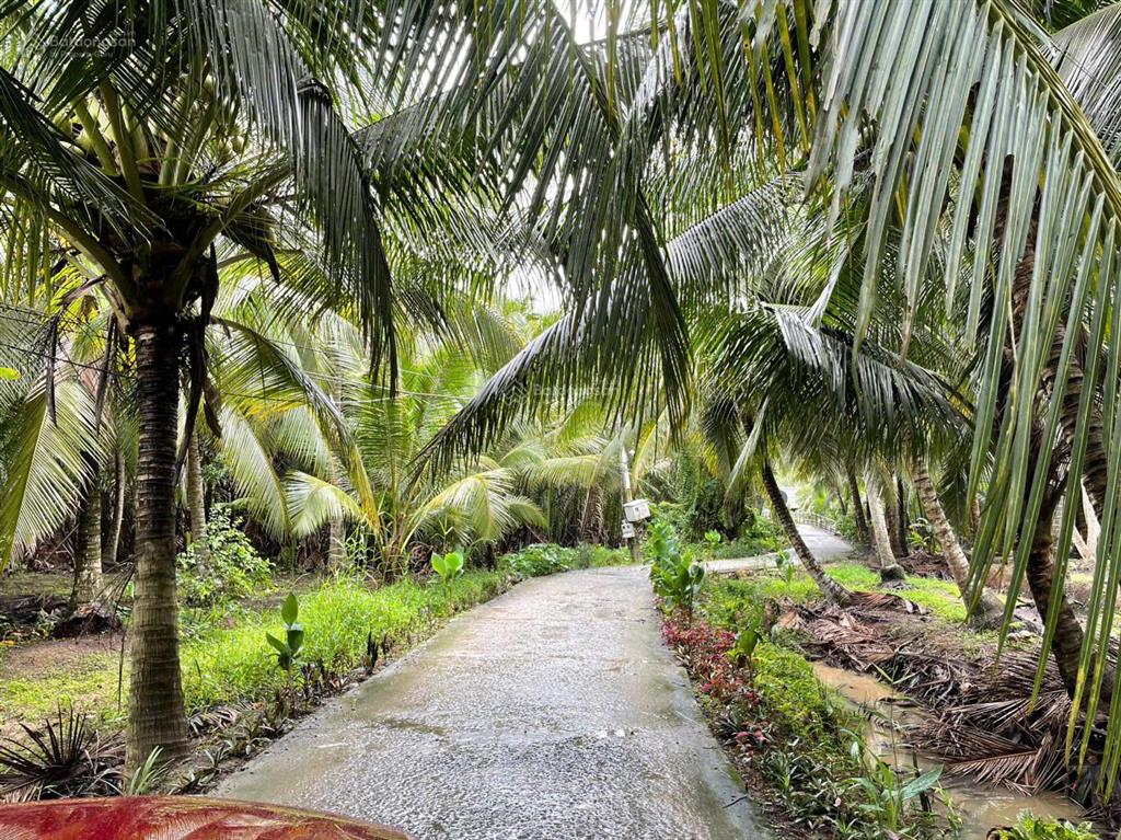 Đất vườn dừa 144m2 (100m2 thổ cư) chỉ 250tr. cách tphcm 75km, cách đường nhựa chỉ 80m