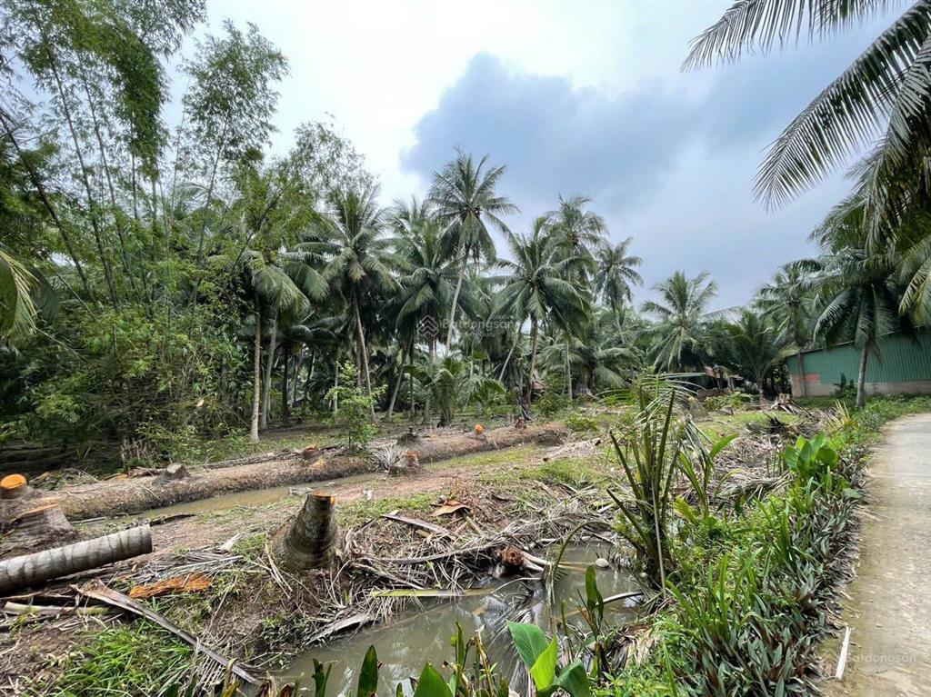 Đất vườn dừa 144m2 (100m2 thổ cư) chỉ 250tr. cách tphcm 75km, cách đường nhựa chỉ 80m