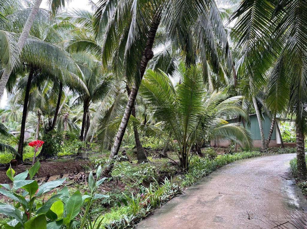 Đất vườn dừa 144m2 (100m2 thổ cư) chỉ 250tr. cách tphcm 75km, cách đường nhựa chỉ 80m