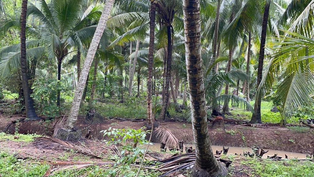 Đất vườn dừa 144m2 (100m2 thổ cư) chỉ 250tr. cách tphcm 75km, cách đường nhựa chỉ 80m