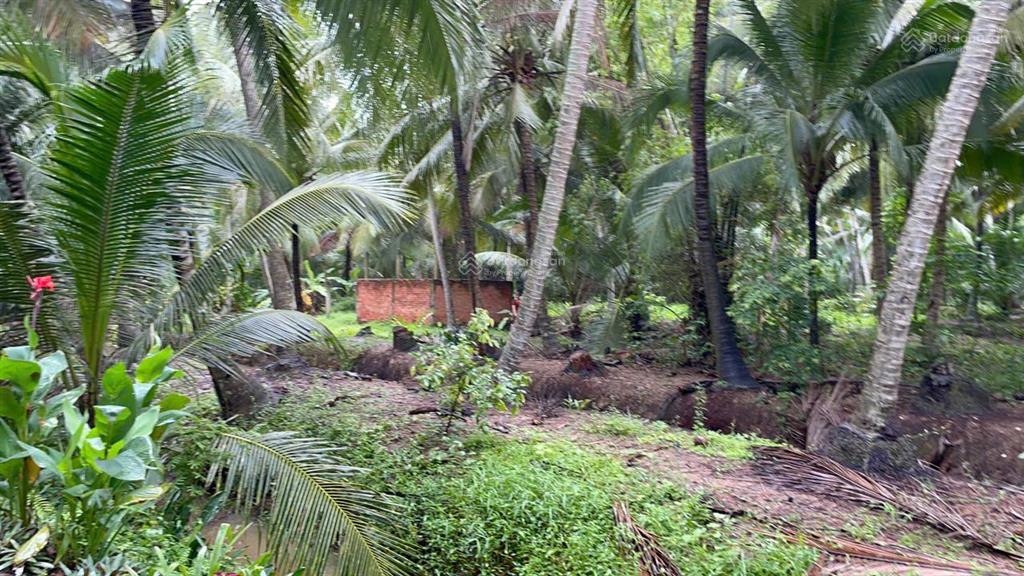 Đất vườn dừa 144m2 (100m2 thổ cư) chỉ 250tr. cách tphcm 75km, cách đường nhựa chỉ 80m