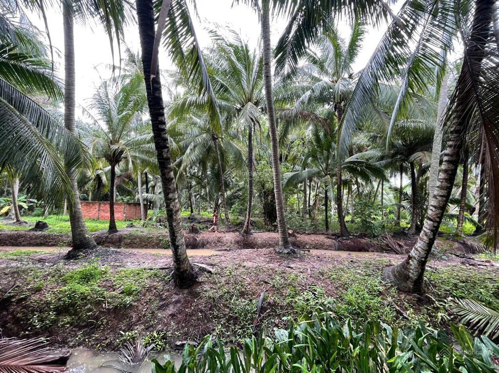 Đất vườn dừa 144m2 (100m2 thổ cư) chỉ 250tr. cách tphcm 75km, cách đường nhựa chỉ 80m