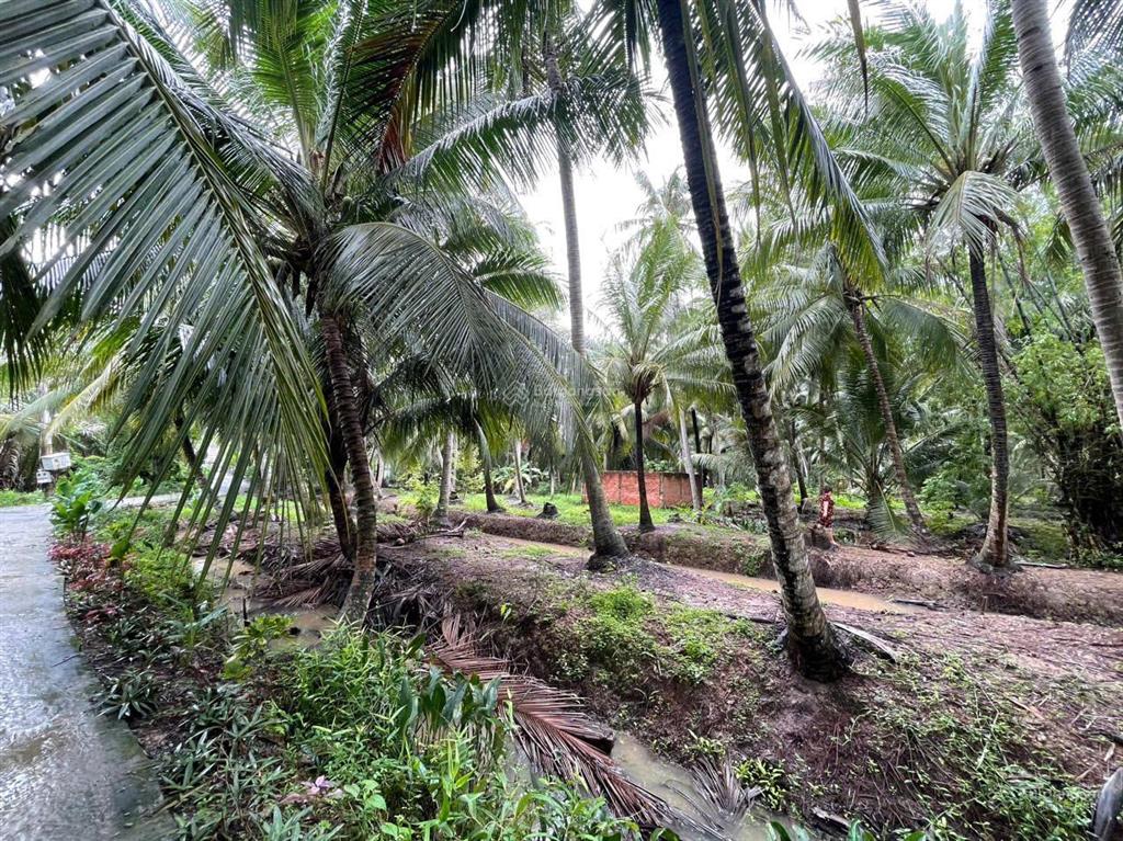 Đất vườn dừa 144m2 (100m2 thổ cư) chỉ 250tr. cách tphcm 75km, cách đường nhựa chỉ 80m