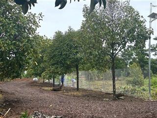 Vườn bình yên giáp suối tại bình lộc, long khánh, đồng nai giá chỉ 755 triệu / sào