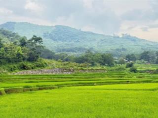Chuyển nhượng 2.5ha view đẹp bám suối tại lương sơnhoà bình