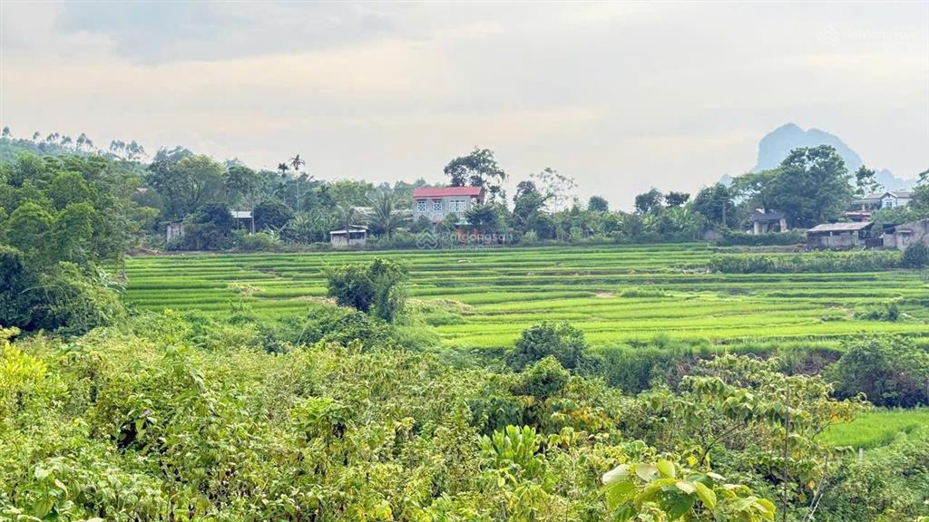 Chuyển nhượng 2.5ha view đẹp bám suối tại lương sơn  hoà bình