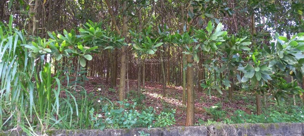 Bán đất đẹp mặt đường rộng 70m tại cao phong, hoà bình (nay là phú thọ)