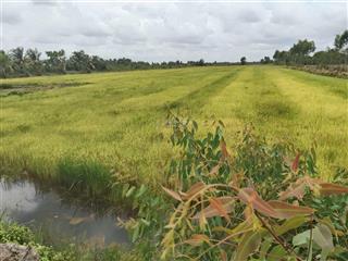 Tin thật 100%. giảm từ 5tỷ/mẫu, xuống còn 3,6tỷ/mẫu (10.000m2) đất mt đường kênh cùng, bến lức, la