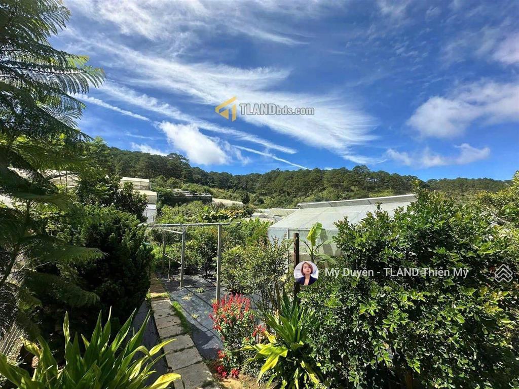 Bán đất tặng homestay đà lạt mặt tiền triệu việt vương, view thông giáp suối phường 3, 1135m2 35 tỷ
