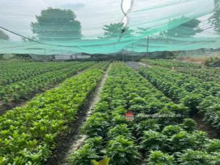 Bán đất 2mt trung đông 11, 90x80m, 7500m2, có 400m2 thổ cư, 80 tỷ