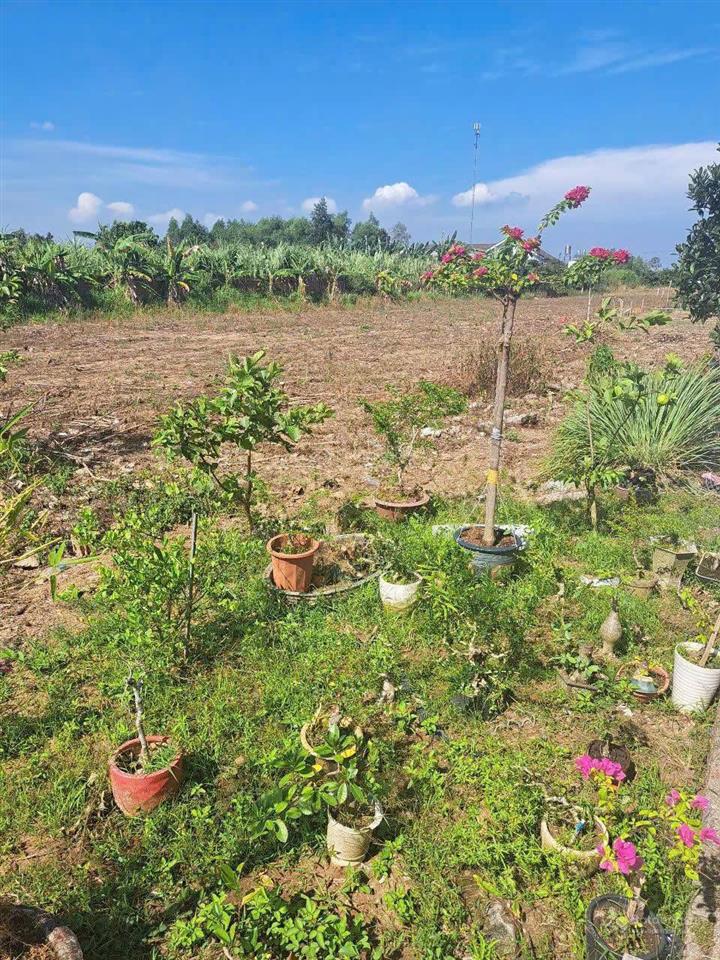 Chủ kẹt tiền bán gấp lô đất ngay trung tâm hắc dịch giá rẻ hơn thị trường