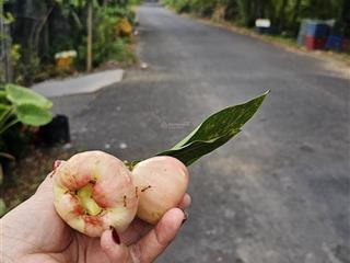 Bán đất mặt tiền đường thanh niên xung phong, hiệp phước giá 800tr/nền