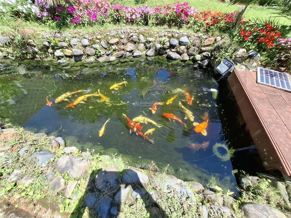 Ngôi nhà vườn đẹp xuất sắc tại trung tâm p2 bảo lộc| có sẵn thêm 2 căn homestay