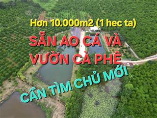 Hơn 1 hecta có sẵn nhà, ao cá, vườn cà phê và sầu riêng đang cho thu hoạch