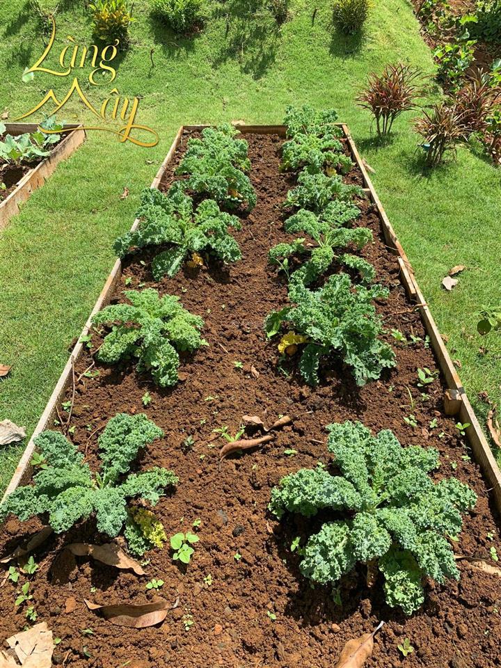 Chính chủ bán nhà phố vườn nghỉ dưỡng xinh đẹp tại thác đambri bảo lộc  bình yên giữa thiên nhiên