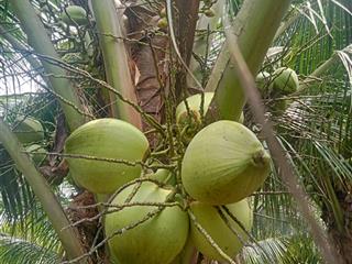 Đất sào phước bình giá tốt đầu tư cho khách.