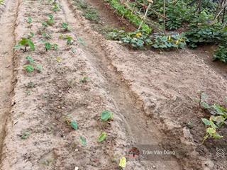 Cc bán 77 đất tđc tu hoàng (nam từ liêm cũ)đất phân lô, vỉ hè rộng, ô tô tránhgần ga tàu trên cao