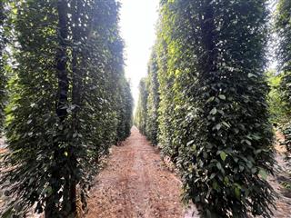 Bán 4 mẫu 3 đất đang trồng tiêu, thu hoạch hơn 20 tấn/năm. mặt tiền đường nhựa hơn 300m