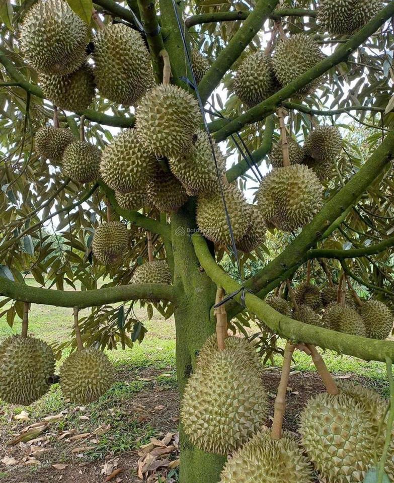 Bán đất 4158m2 tại tân lạc, bảo lâm, lâm đồng giá 1,4 triệu / m2