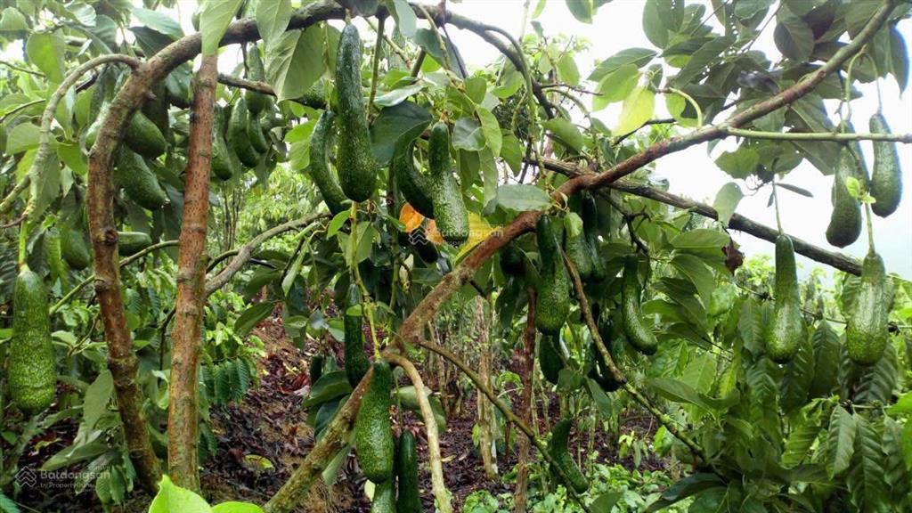 Bán đất 4158m2 tại tân lạc, bảo lâm, lâm đồng giá 1,4 triệu / m2