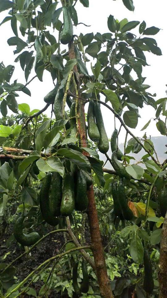 Bán đất 4158m2 tại tân lạc, bảo lâm, lâm đồng giá 1,4 triệu / m2