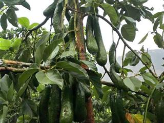 Bán đất 4158m2 tại tân lạc, bảo lâm, lâm đồng giá 1,4 triệu / m2