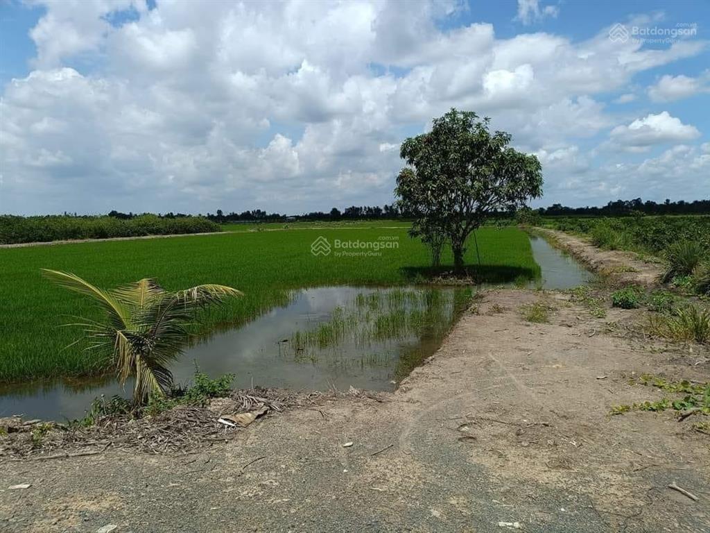 Chủ cần bán 15.000m đất hnk. mặt tiền kênh 6 ấp 3 xã tân hòa bến lức long an