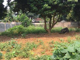 Đất nghỉ dưỡng tại vân hoà, ba vì, hà nội cách trục chính vân hoà chỉ 300m, cách tt hà nội hơn 40km