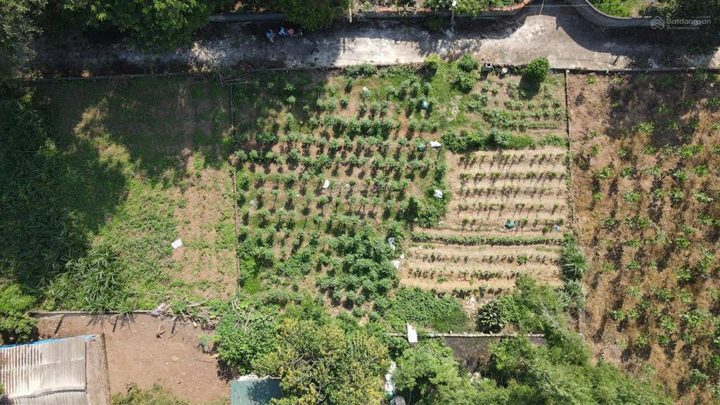 Đất tt xã cẩm lĩnh có 22m mt chia được làm 3 lô, cách đường nhựa xe bus 500m, gần trườngchợub xã