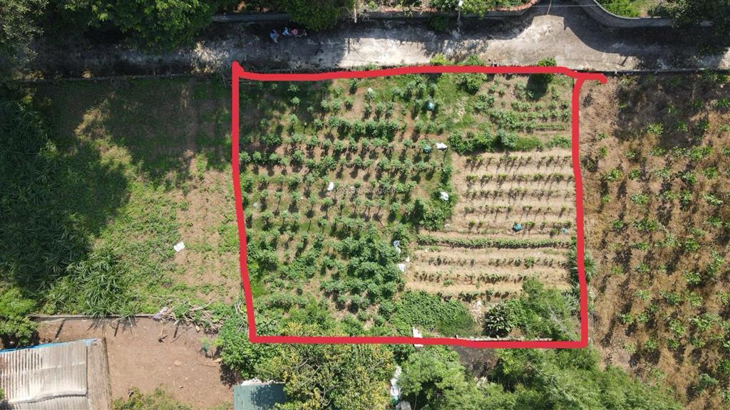 Đất tt xã cẩm lĩnh có 22m mt chia được làm 3 lô, cách đường nhựa xe bus 500m, gần trườngchợub xã