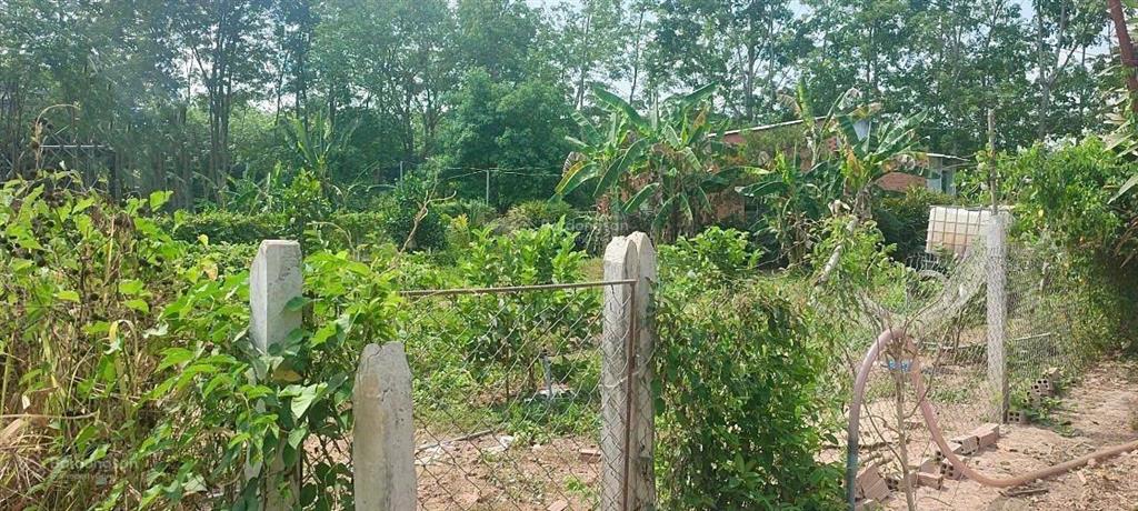 Chú tám cần bán đất vườn trái cây sẵn nhà cấp 4 ở bình dương, rộng 2541m2, thổ cư, giá rẻ 680tr