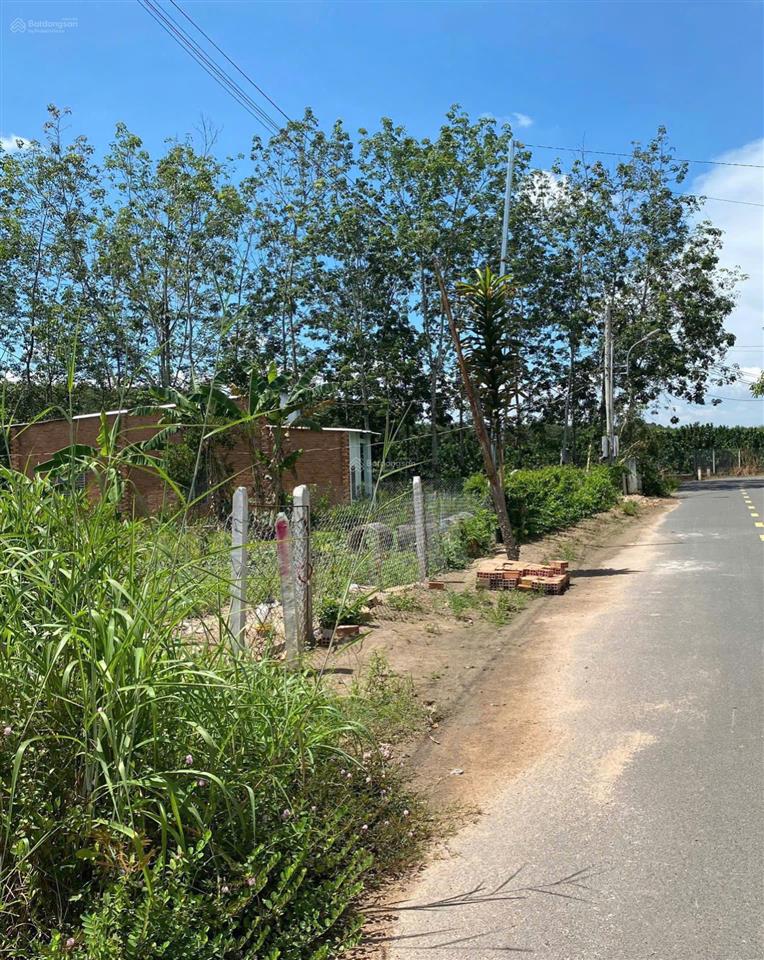 Chú tám cần bán đất vườn trái cây sẵn nhà cấp 4 ở bình dương, rộng 2541m2, thổ cư, giá rẻ 680tr