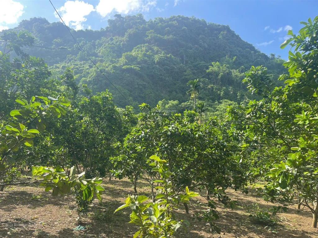 Cần bán nhanh mảnh đất đẹp tại kim bôi