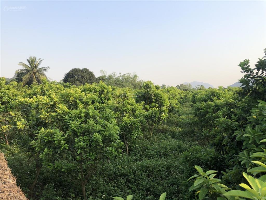 Bán đất 4351m2, 600m2 thổ cư, đất vườn 50 năm, sổ công chứng, vị trí gần quốc lộ 21a
