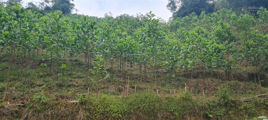 Bán 234ha đất rừng sx tại thị trấn bo, kim bôi, hòa bình