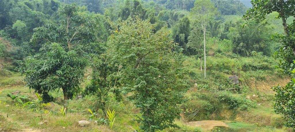 Bán 234ha đất rừng sx tại thị trấn bo, kim bôi, hòa bình