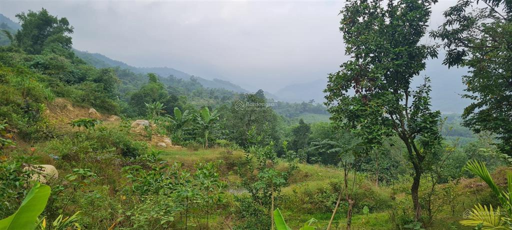 Bán 234ha đất rừng sx tại thị trấn bo, kim bôi, hòa bình