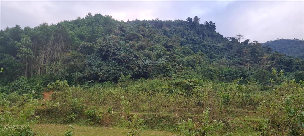 Bán 64ha đất rừng sx giá rẻ 180tr/ha tại kim bôi, hòa bình
