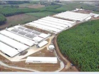 Bán trang trại gà công nghiệp tại thạch thành thanh hóa