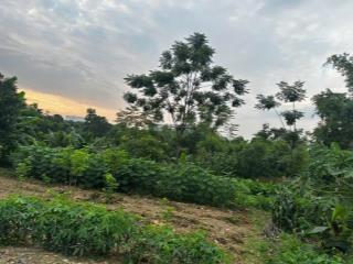Chính chủ bán 1000m2 đất thổ cư đông yên, huyện quốc oai, sdcc.  0385 088 ***