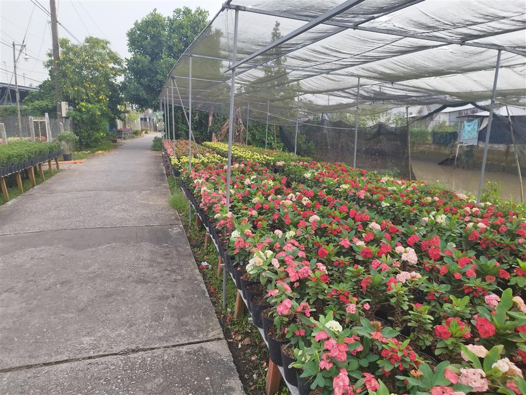 Bán Đất Mặt Tiền Đường Phạm Hồng Thái, Sa Đéc, 308m2, Sổ Hồng