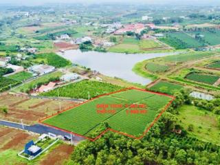 Lô đất vàng hơn 8400m2. gần thác dam bri  đồi trà tâm châu, chỉ 25 tỷ. 0962 799 ***