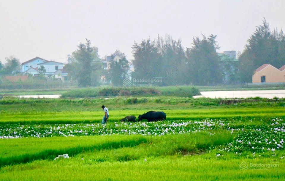 Bán biệt thự view ruộng lúa tại hội an, đà nẵng. biệt thự dòng tiền ngay lòng phố cổ hội an