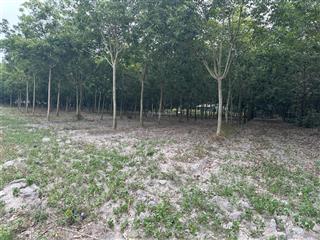 2 hec 6 đất cao su hưng long, sát tthc chơn thành