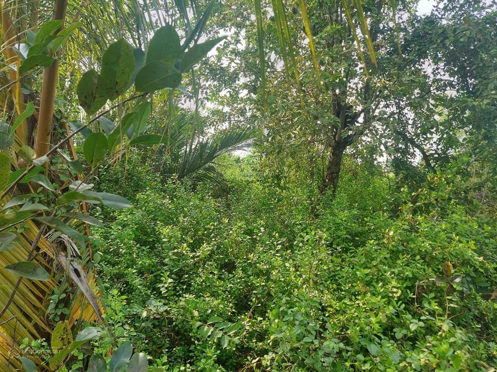 Bán đất tân chánh, cần đước, long an, đất lúa 1695m2