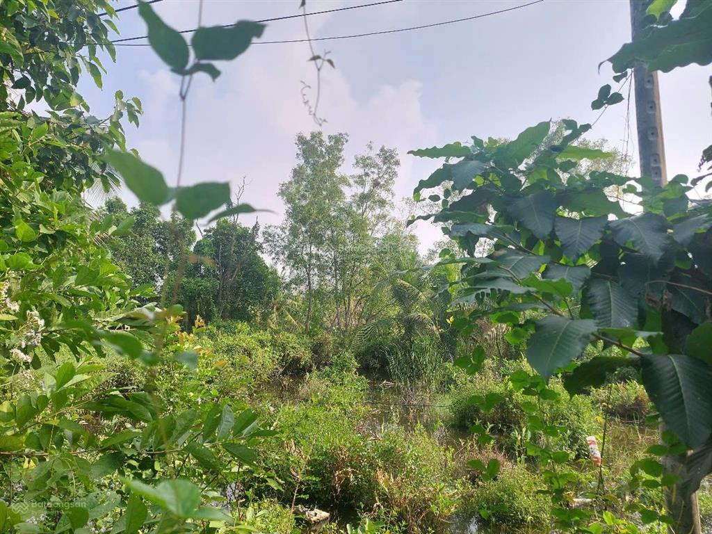 Bán đất tân chánh, cần đước, long an, đất lúa 1695m2