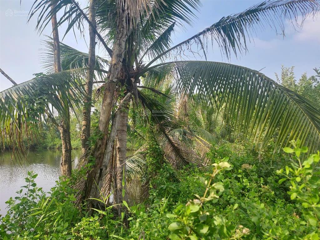 Bán đất tân chánh, cần đước, long an, đất lúa 1695m2