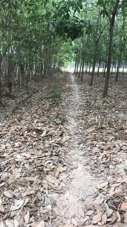 Cần bán đất trồng cây lâu năm, cách dt 741 nguyễn văn thành 200m, phường chánh phú hòa, tp bến cát
